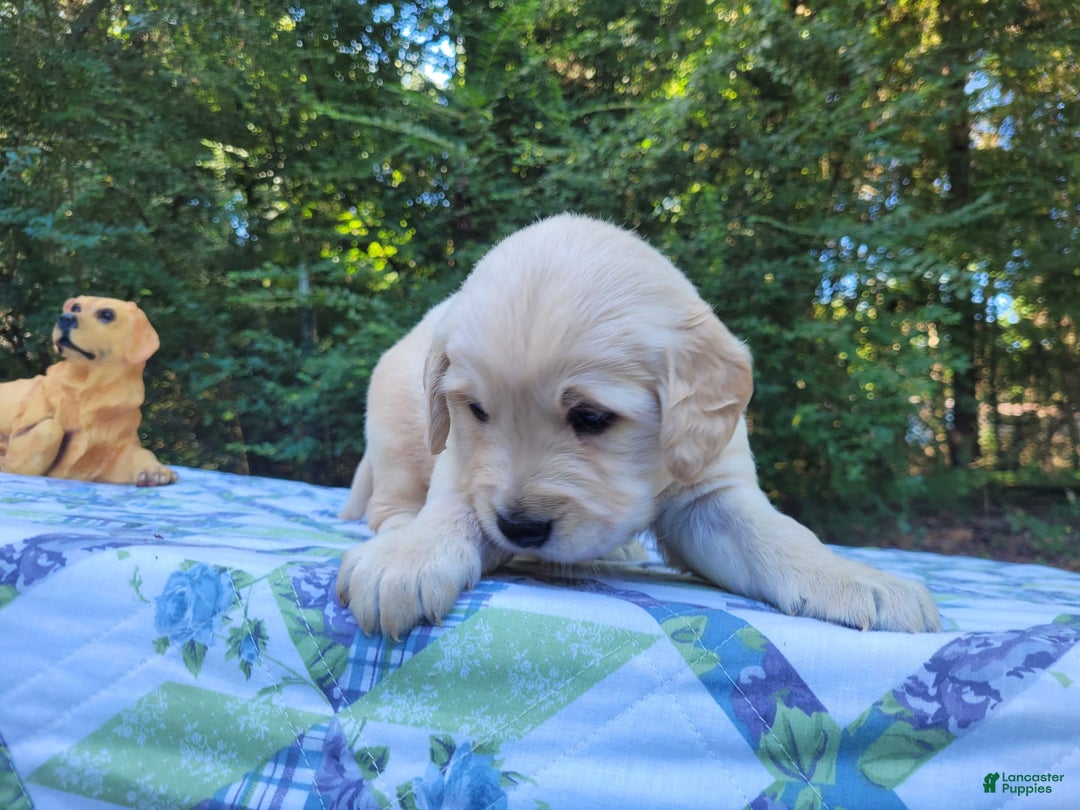 Golden Retriever dogs for sale: Brim - Image 3