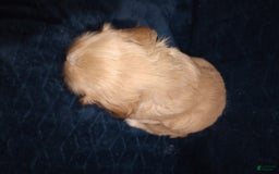 Cocker Spaniel dogs for sale: Tinka - Image 13