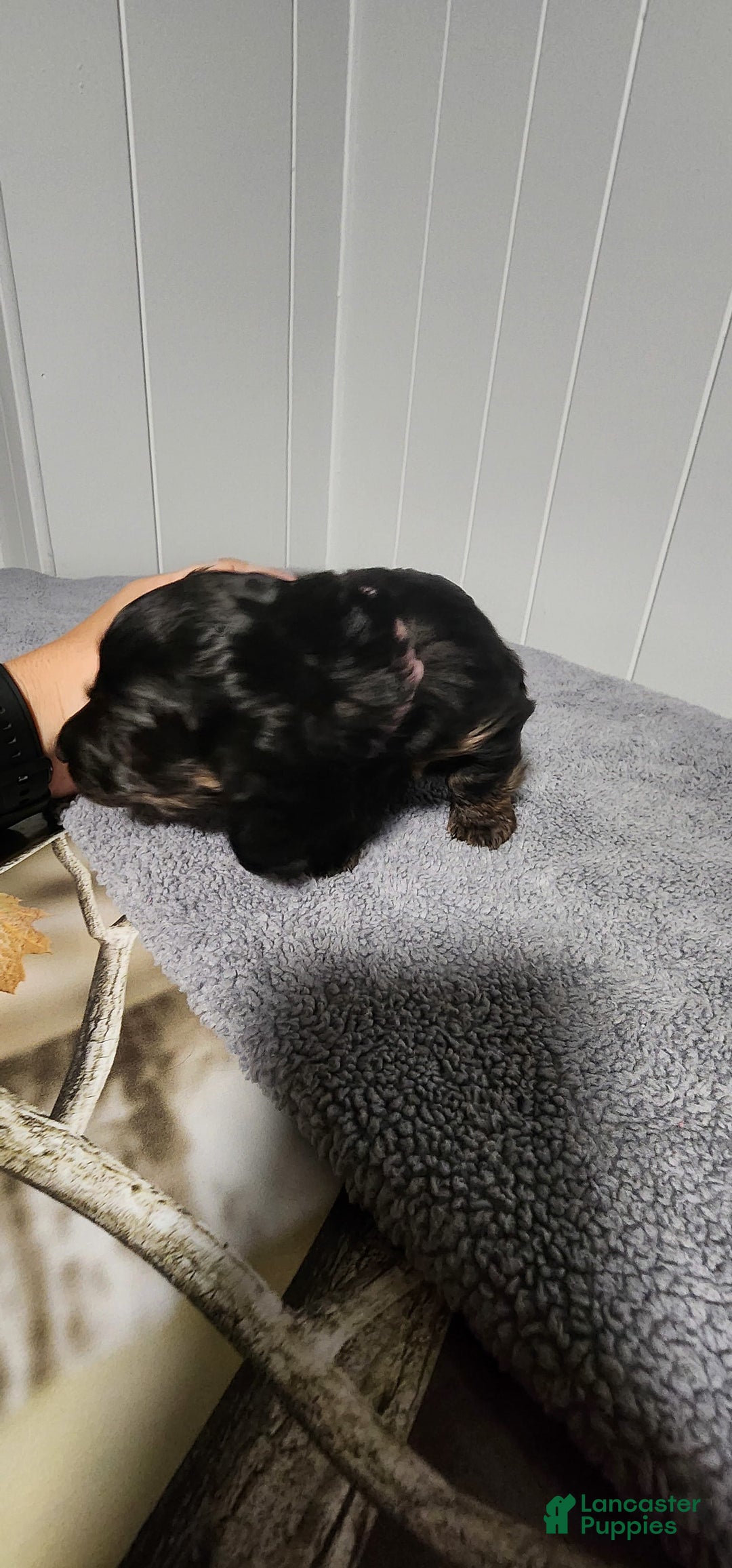 Miniature Dachshund dogs for sale: Maya - Image 4