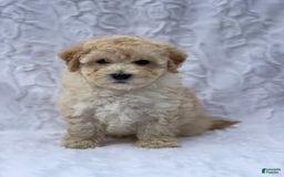 Bichpoo dogs for sale: Cooper - Image 2
