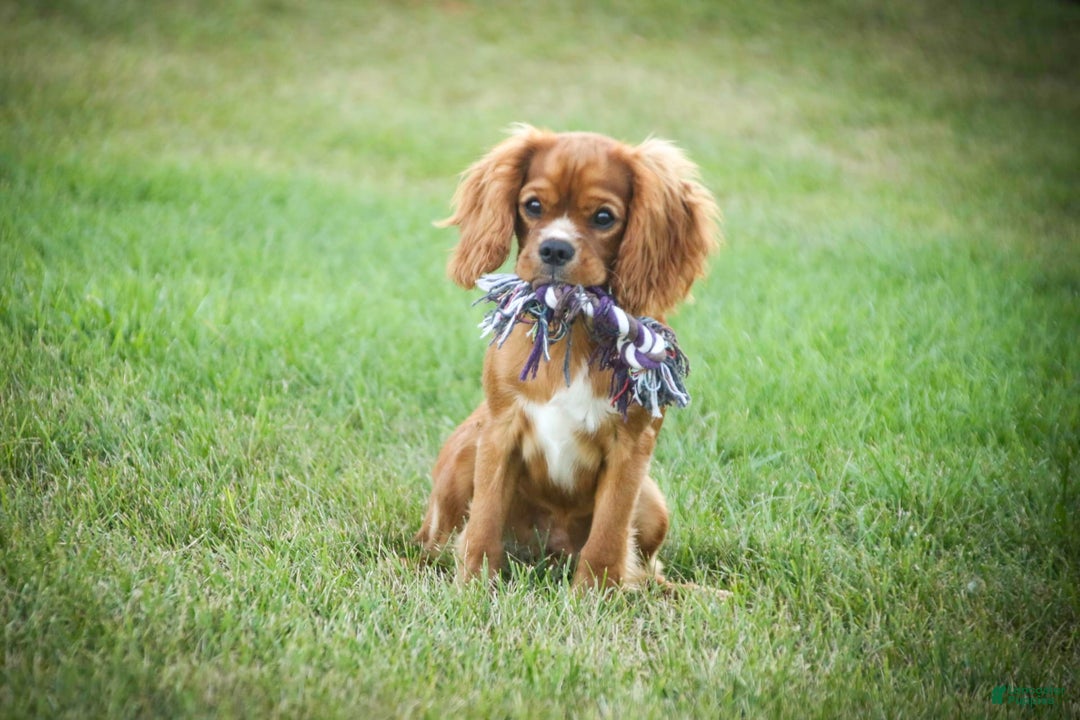 Cavalier King Charles Spaniel dogs for sale: Clifford - Image 39