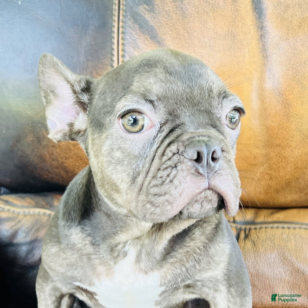 French Bulldog dogs for sale: Buddy - Image 9
