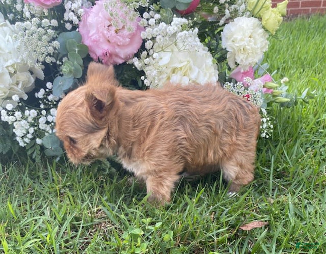 Morkie dogs for sale: Mikie - Image 4