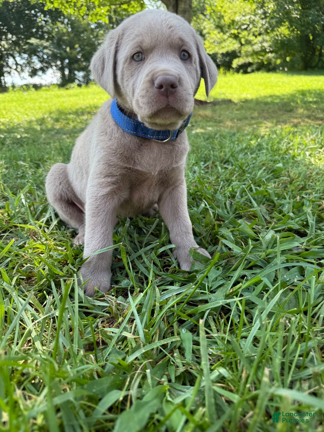 Labrador Retriever dogs for sale: Tubs - Image 4