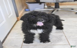 Goldendoodle dogs for sale: Paisley - Image 6
