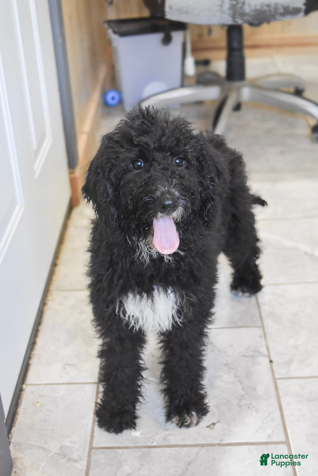 Goldendoodle dogs for sale: Paisley - Image 6