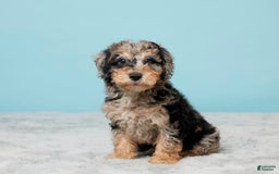 Miniature Poodle dogs for sale: Sage - Image 4