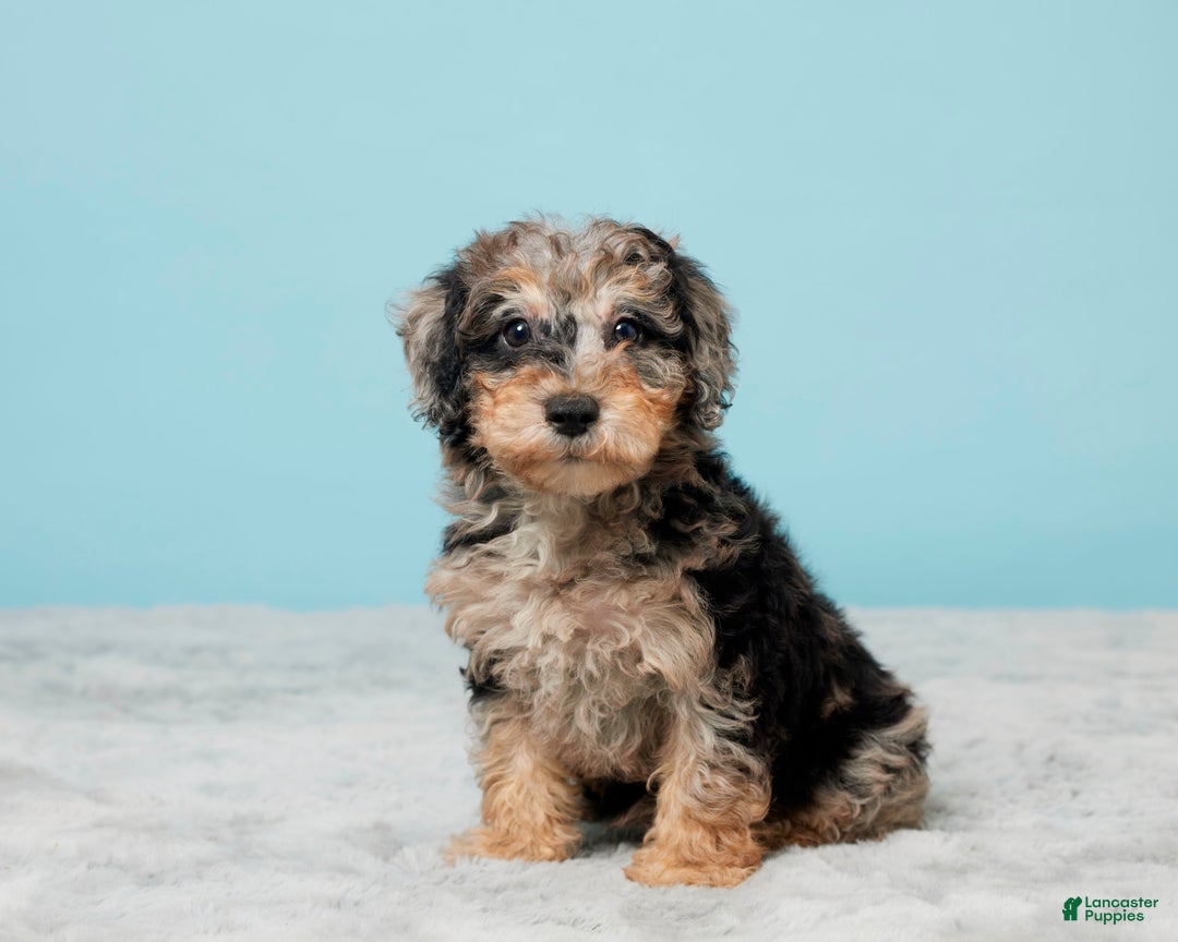 Miniature Poodle dogs for sale: Sage - Image 4