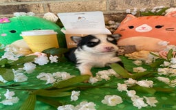 Pomsky dogs for sale: Chai - Image 10