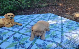 Golden Retriever dogs for sale: Maggie - Image 5