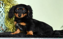 Miniature Dachshund dogs for sale: Miniature Dachshund 2 puppies - Image 14