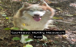 Siberian Husky dogs for sale: Love - Image 3