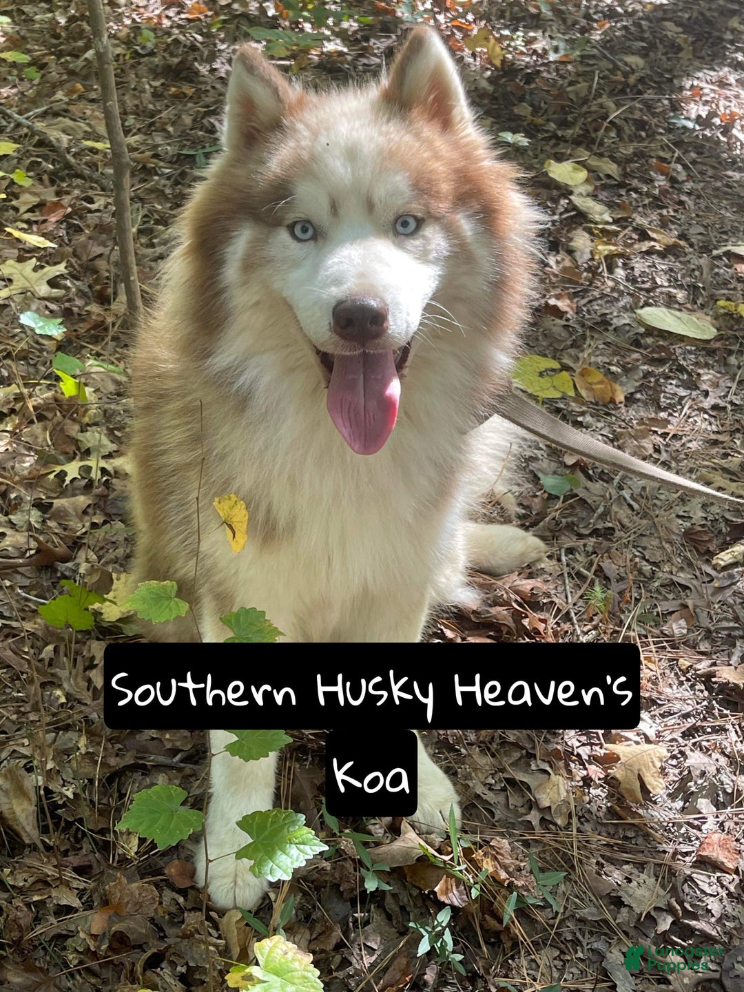 Siberian Husky dogs for sale: Love - Image 3
