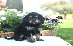 Cavapoo dogs for sale: Kitkat - Image 2