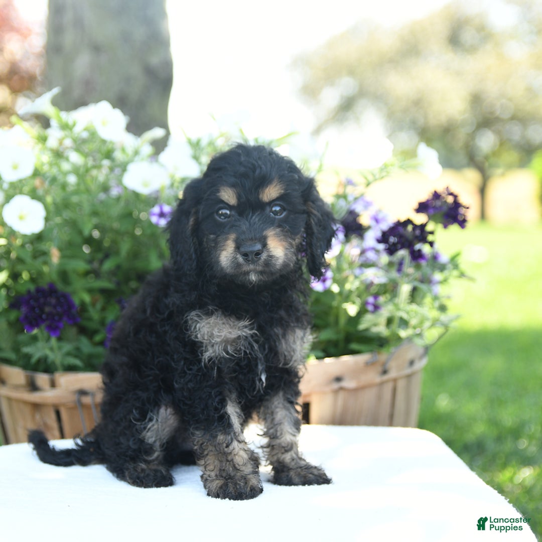 Cavapoo dogs for sale: Kitkat - Image 2