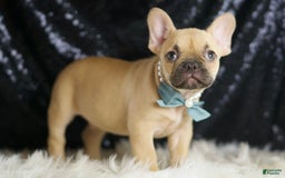 French Bulldog dogs for sale: Denali - Image 4