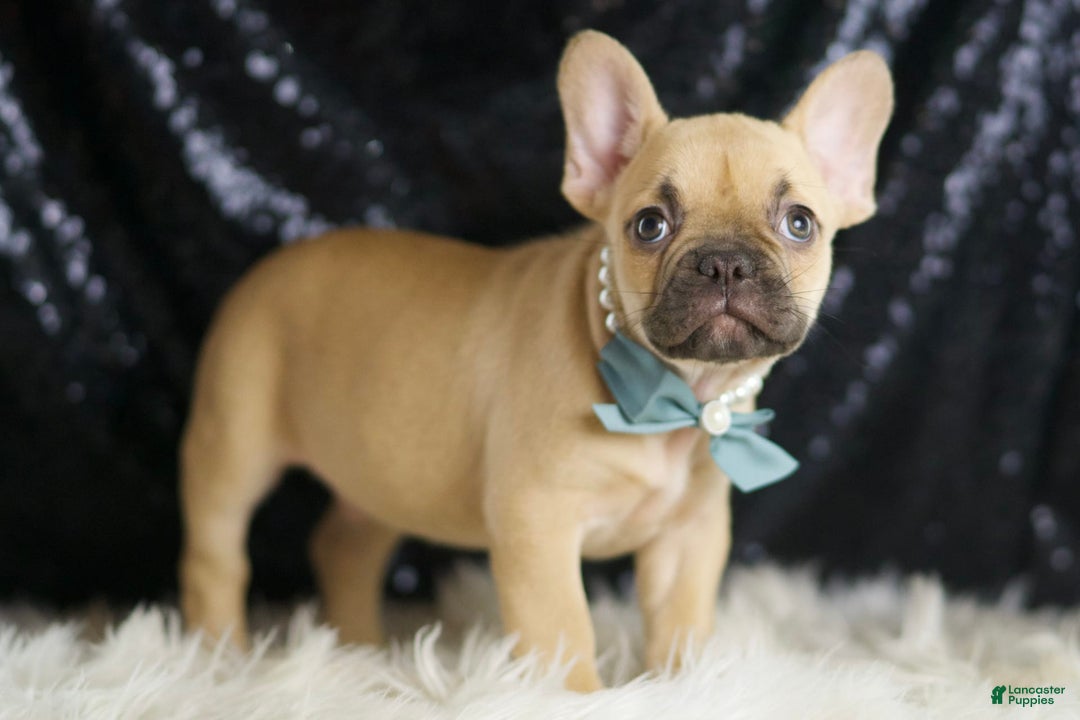 French Bulldog dogs for sale: Denali - Image 4