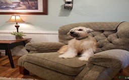 Soft Coated Wheaten Terrier dogs for sale: Molly - Image 9