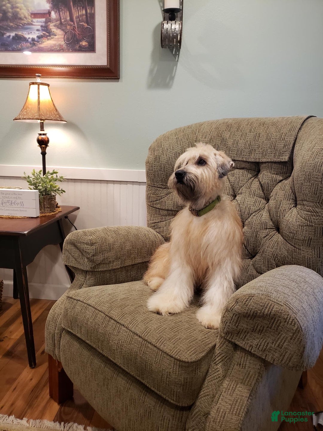 Soft Coated Wheaten Terrier dogs for sale: Molly - Image 9