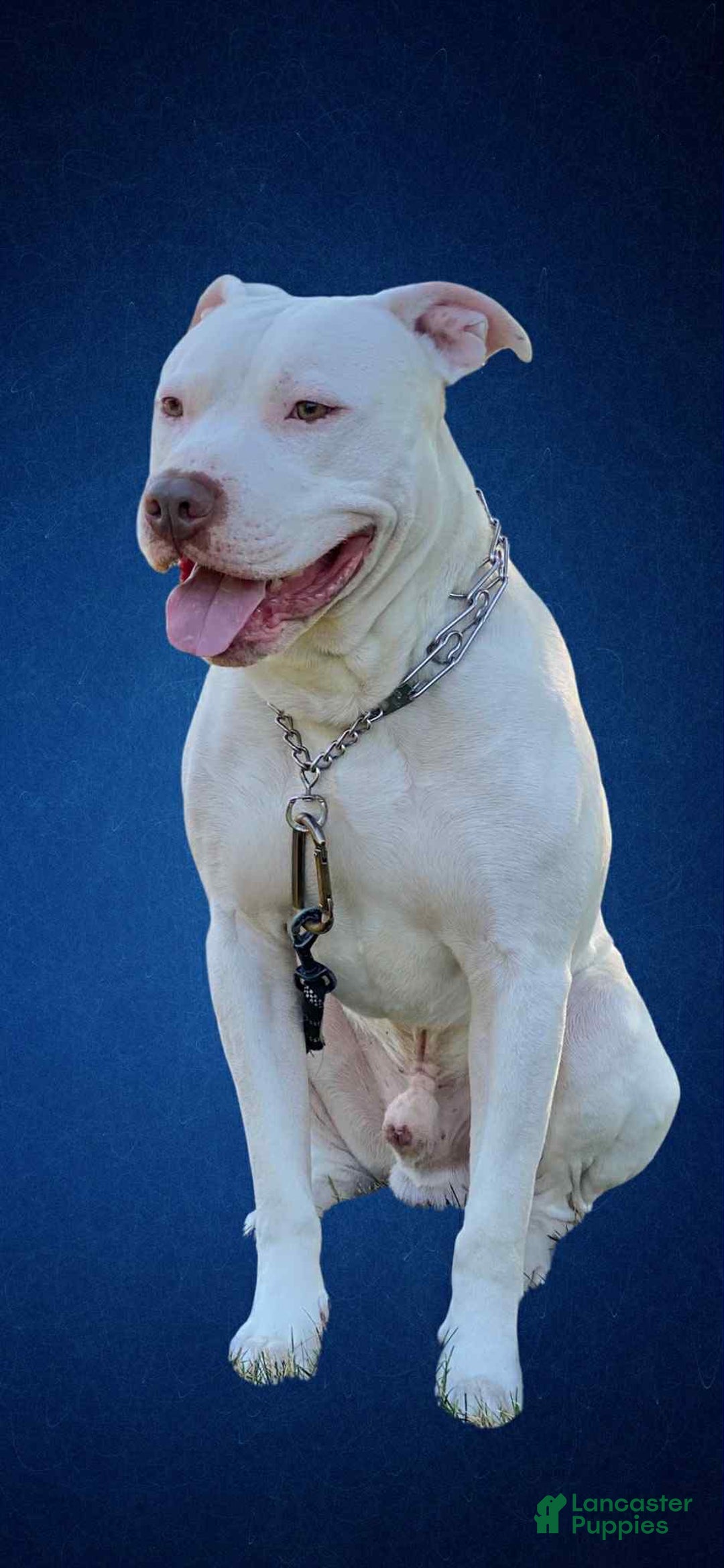 American Pit Bull Terrier dogs for sale: Oso - Image 5