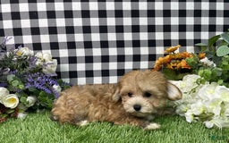 Morkie dogs for sale: Chase - Image 1