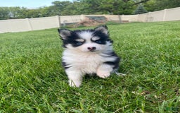 Pomsky dogs for sale: Chai - Image 14