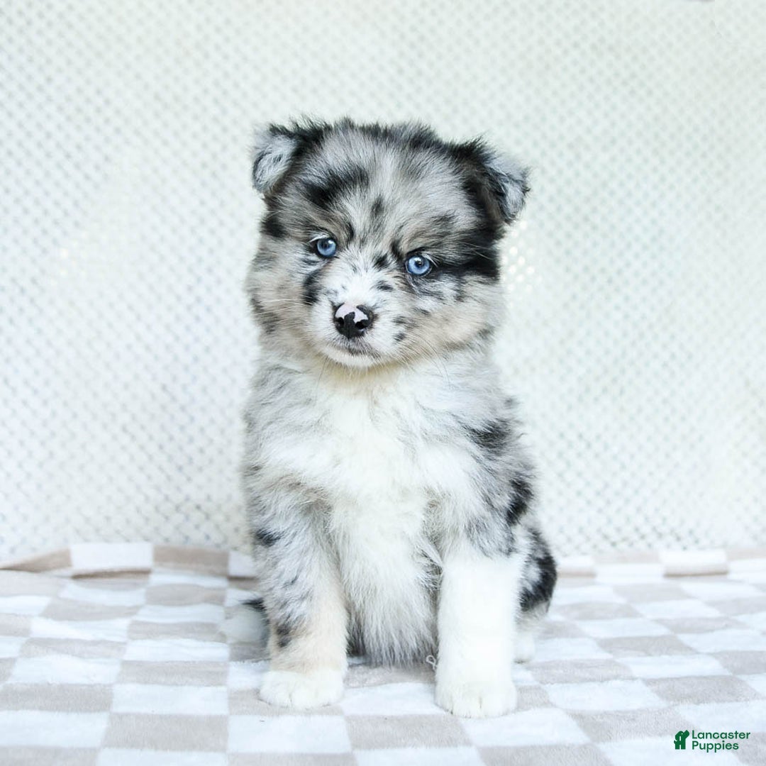 Pomsky dogs for sale: Bella - Image 2