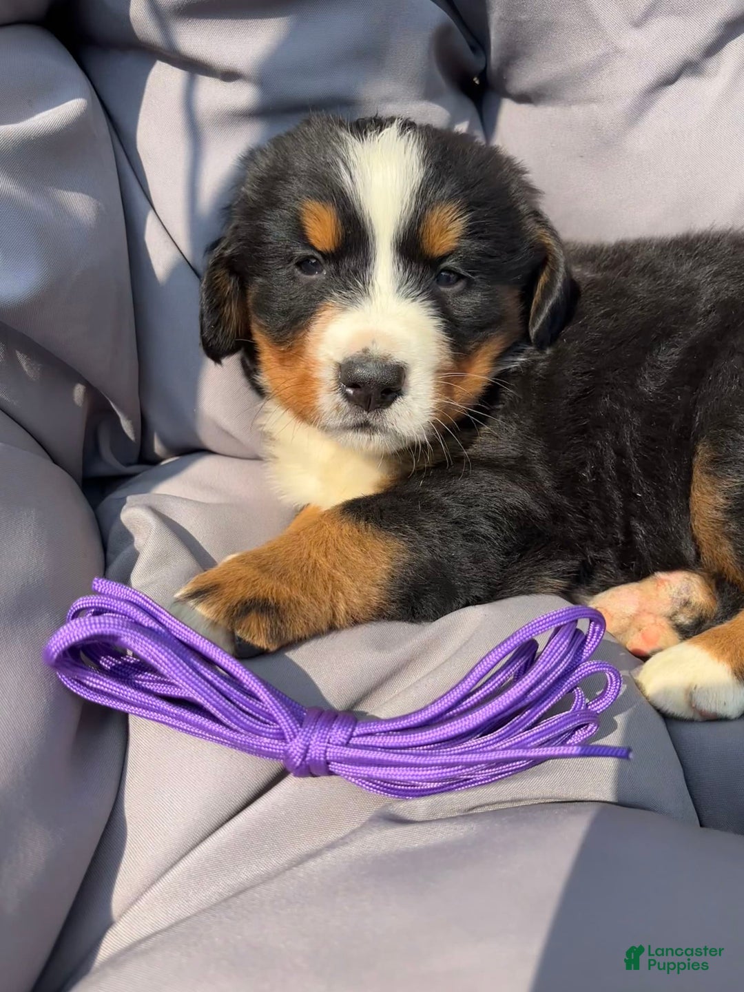 Bernese Mountain Dog dogs for sale: Purple - Image 7