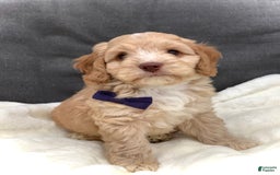 Cockapoo dogs for sale: Oliver - Image 16