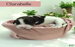 Bernedoodle dogs for sale: Clarabelle - Image 3