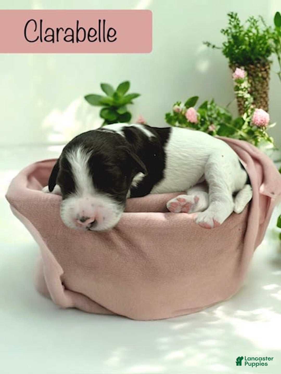 Bernedoodle dogs for sale: Clarabelle - Image 3
