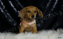 Miniature Dachshund dogs for sale: Meeka - Image 5