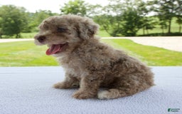 Miniature Poodle dogs for sale: Jackson - Image 1