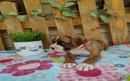 Boxer dogs for sale: Rocket - Image 7