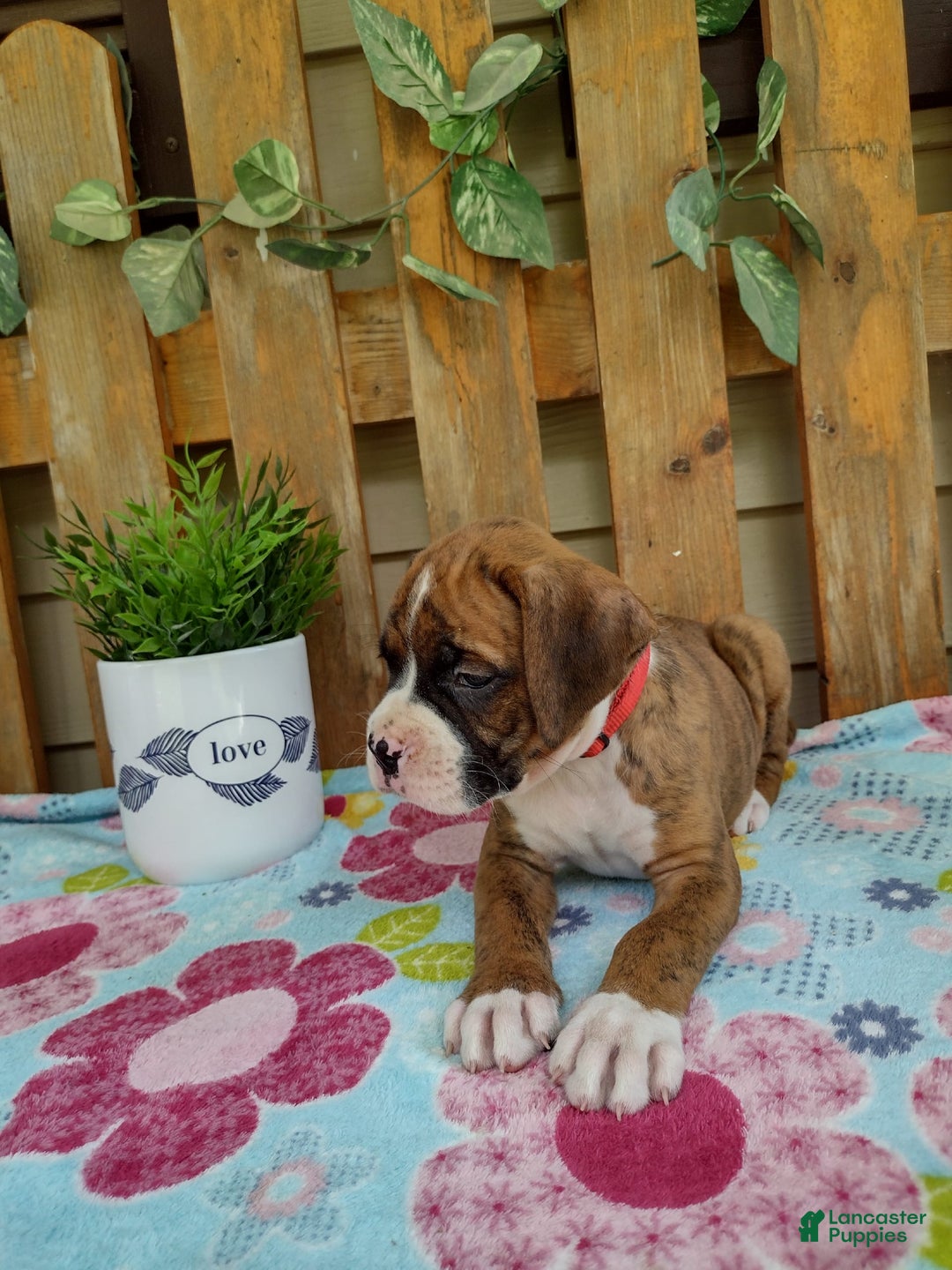 Boxer dogs for sale: Rocket - Image 7