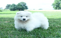 Samoyed dogs for sale: Buddy - Image 3