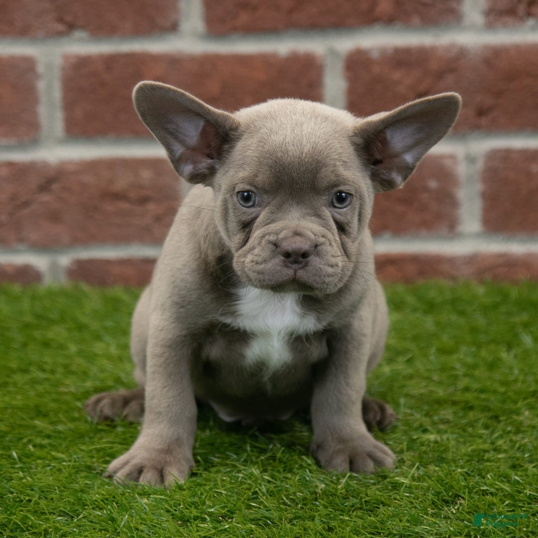 Frenchton dogs for sale: Rocket - Image 4