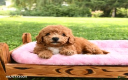 Miniature Poodle dogs for sale: Archie - Image 2