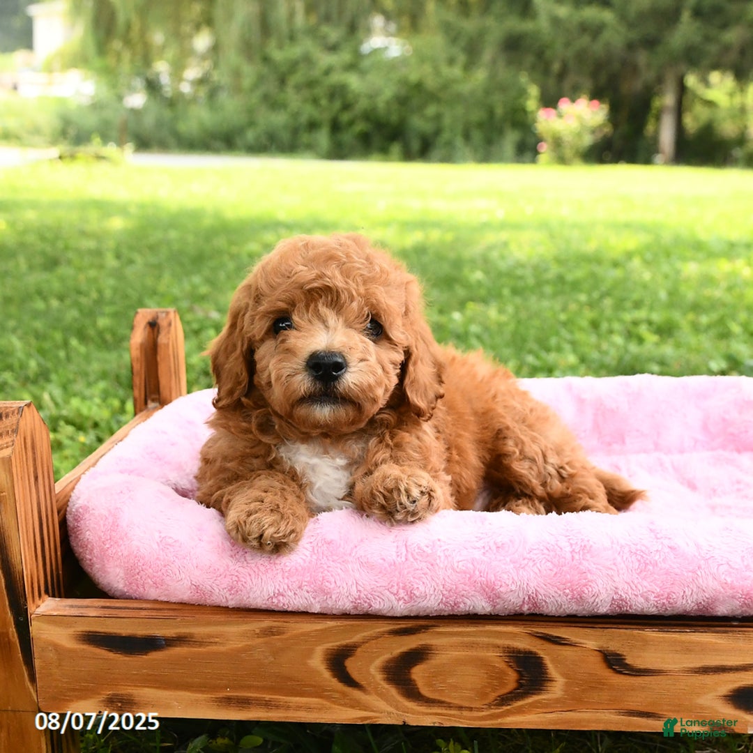 Miniature Poodle dogs for sale: Archie - Image 2