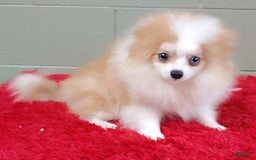 Pomeranian dogs for sale: Simon - Image 2