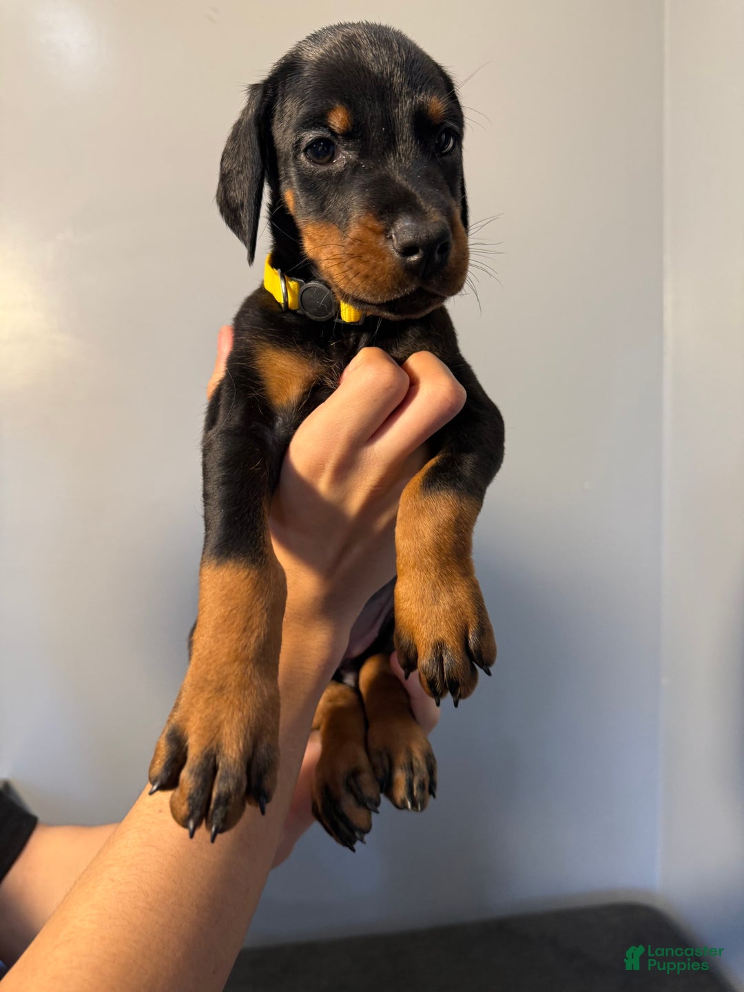 Doberman Pinscher dogs for sale: Yellow Collar - Image 4