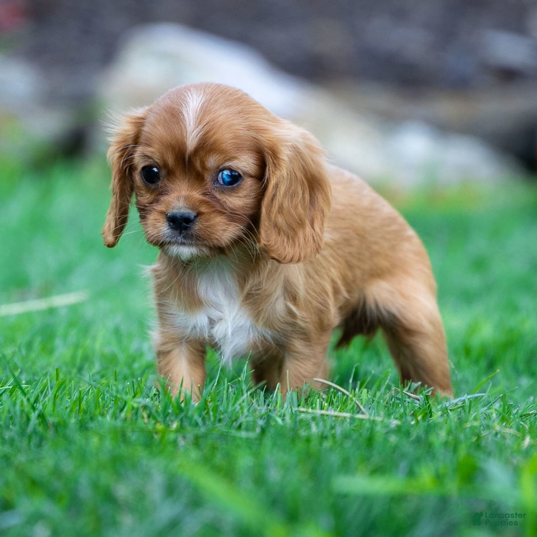 Cavalier King Charles Spaniel dogs for sale: Ruby - Image 3