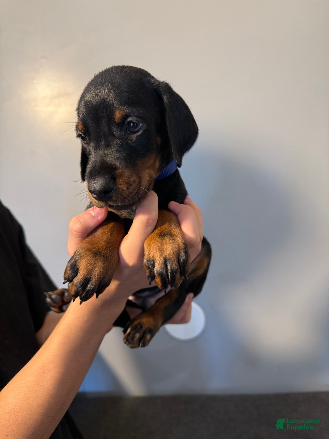 Doberman Pinscher dogs for sale: Blue Collar - Image 4