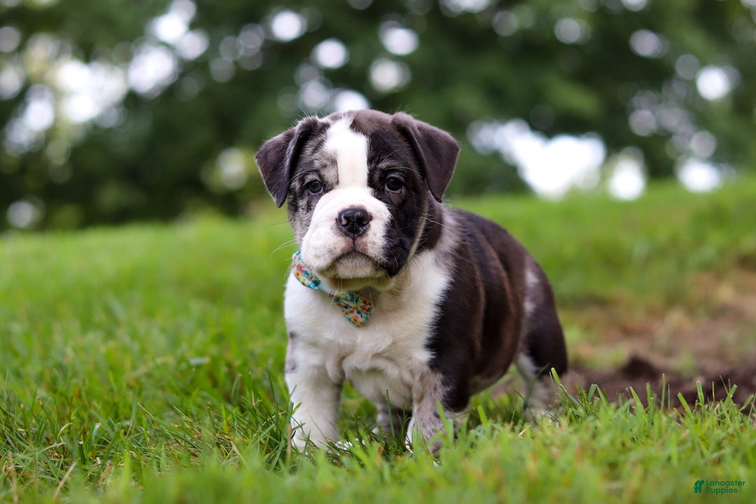 Beabull dogs for sale: Charlie - Image 4