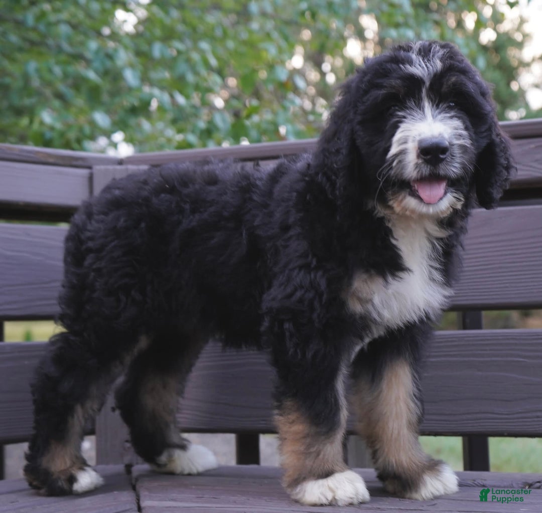 Bernedoodle dogs for sale: Sissy - Image 2
