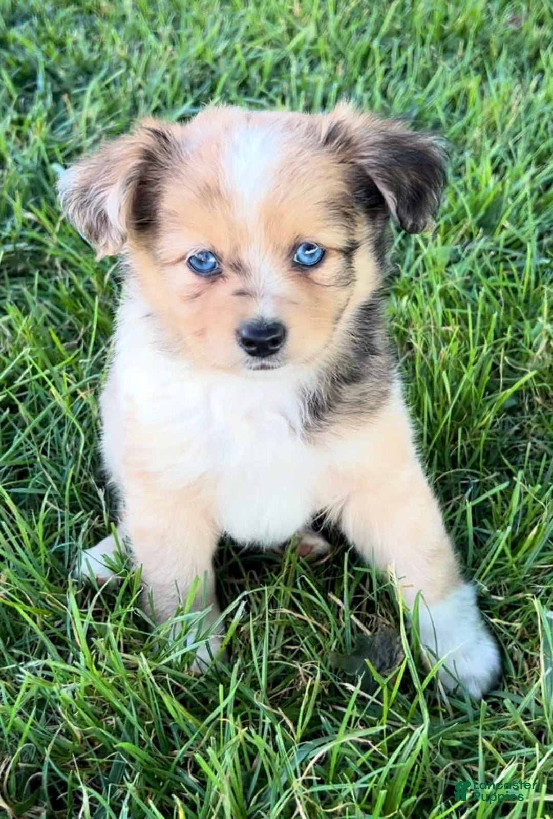 Mini Aussiedoodle dogs for sale: Jasmine - Image 1