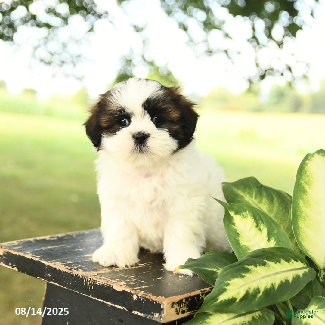 Shih Tzu dogs for sale: Leo - Image 5