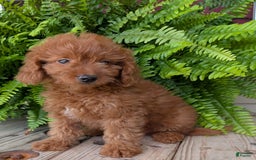 Mini Goldendoodle dogs for sale: Mini -lilly - Image 31
