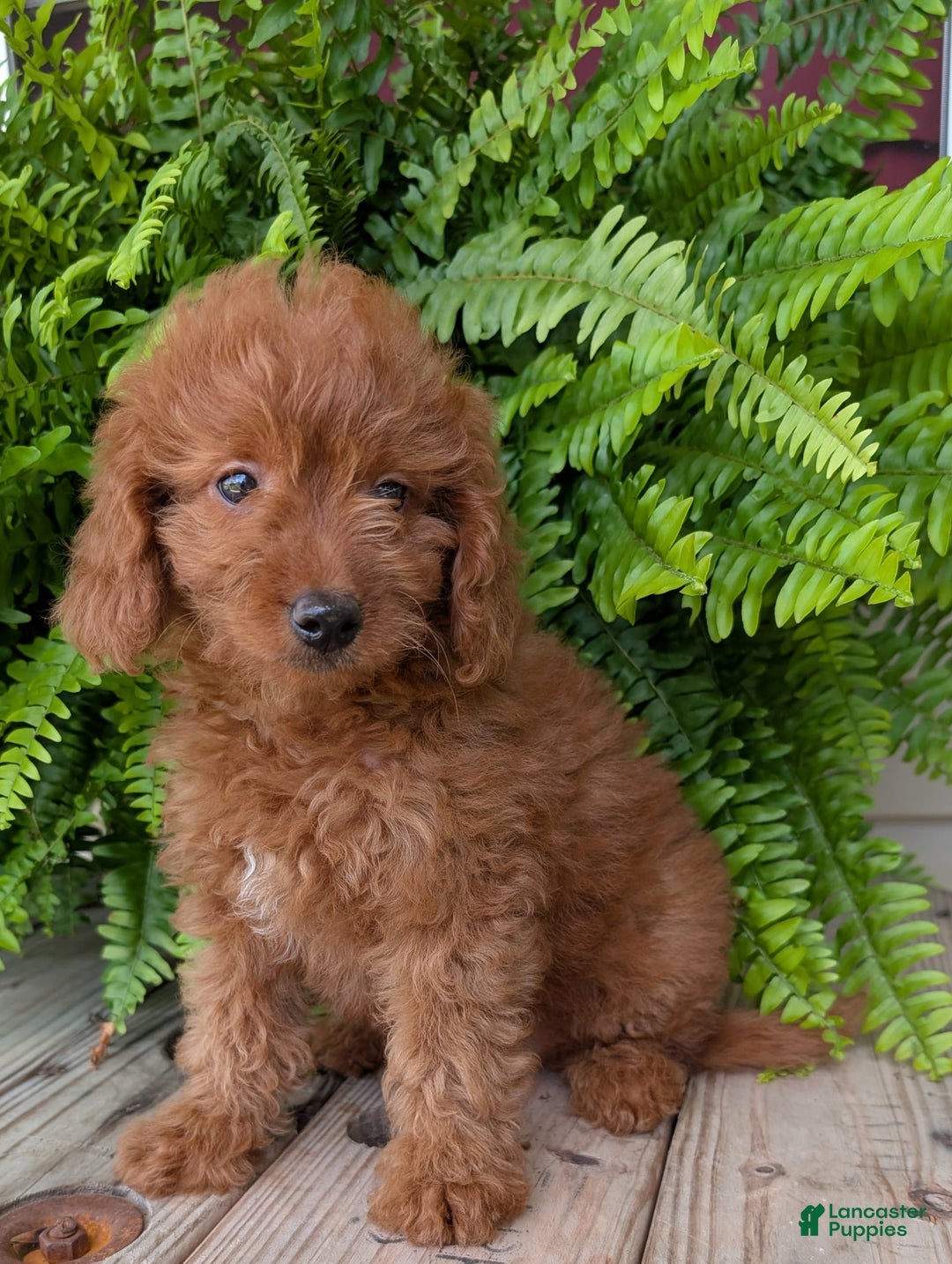 Mini Goldendoodle dogs for sale: Mini -lilly - Image 31