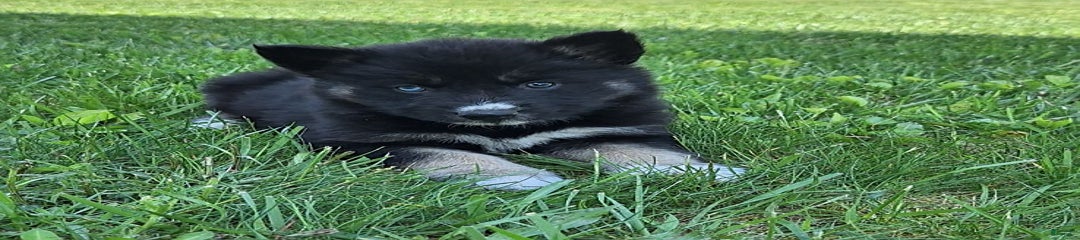 Shadow